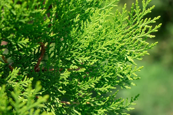 Evergreen background, fresh summer cypress leaves. Green leaves background — Stock Photo, Image