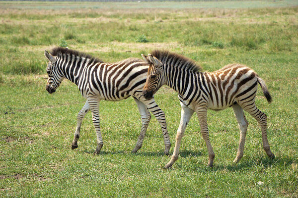 Selective focus. Little zebra children play in the savannah. Wild zebras in the biosphere reserve. High quality photo