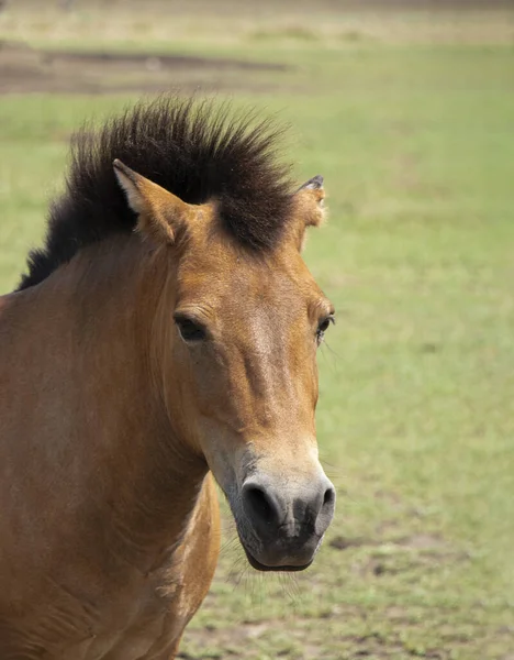 portrait of Przhivalskys wild horse. Head close-up. Raised mane.