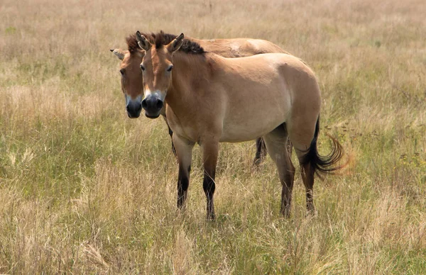 A pair of wild Przewalski horses. przewalskii in the steppe — Stock Photo, Image