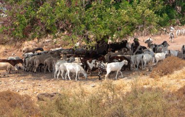 Dağ keçisi ve koyun sürüleri bir ağacın gölgesinde saklanıyor. 