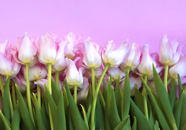 Many flowers on a pink background. Place for your text. Pink fresh tulips lie — Stock Photo, Image