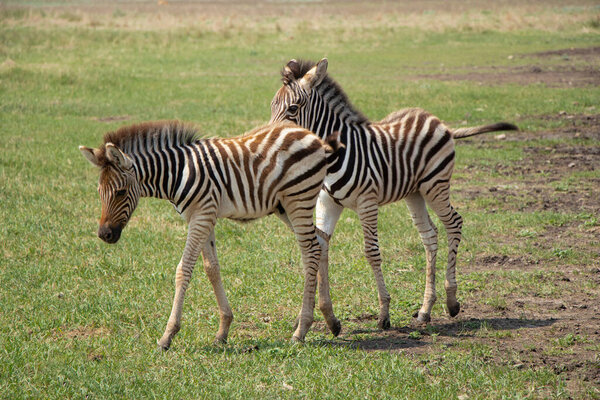 Selective focus. Little zebra children play in the savannah. Wild zebras in the biosphere reserve. High quality photo