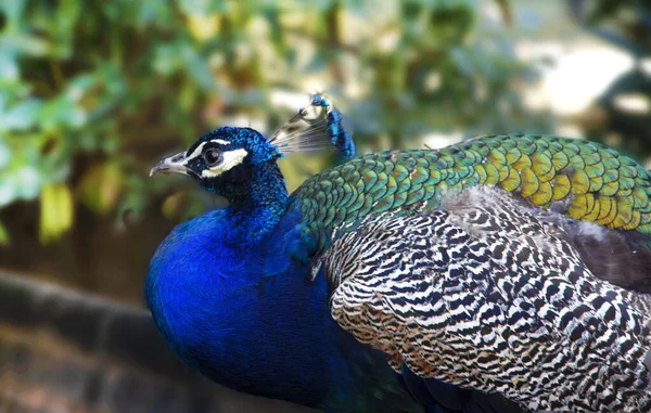 Peacock sits on a background of trees. Bright blue bird. Peacock portrait. — Stock Photo, Image