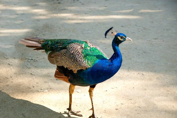 Peacock . Bright blue bird. Peacock portrait. Color photo of a peacock — Stock Photo, Image