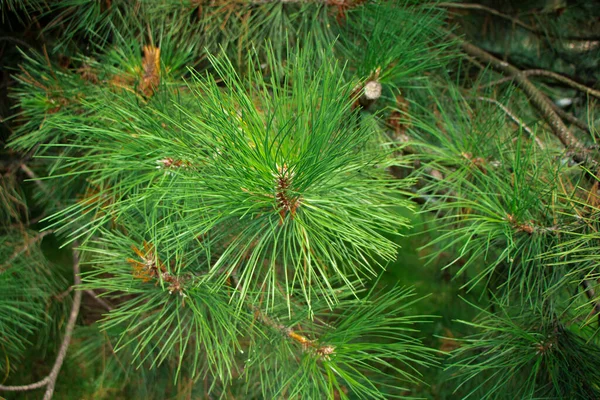 Fundo Evergreen, folhas frescas de cipreste de verão. Folhas verdes fundo — Fotografia de Stock