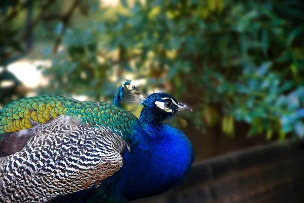 Peacock sits on a background of trees. Bright blue bird. Peacock portrait. — Stock Photo, Image