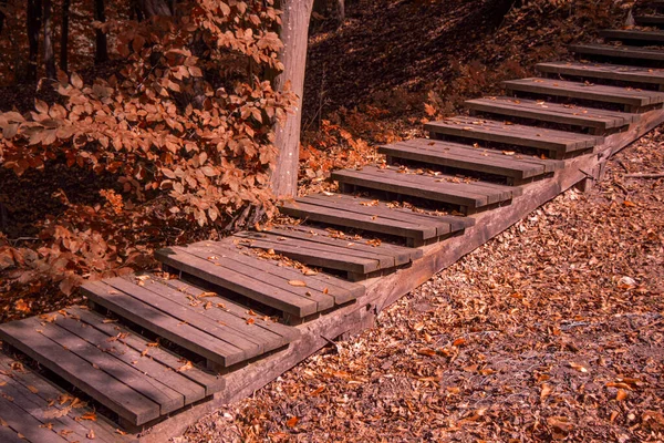 Escalones de madera en el bosque de otoño. escaleras que conducen cuesta arriba o cuesta abajo. — Foto de Stock