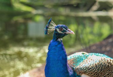 Yeşil kuyruklu güzel mavi tavus kuşu kafası. Tavus kuşu kafasının seçici odak noktası. Hintli Peafowl bulanık arka plan Pavo kristal erkek. Yüksek kalite fotoğraf