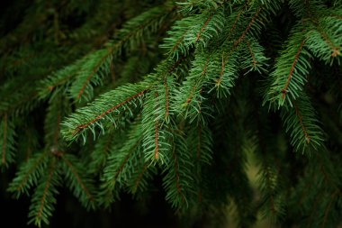 Cüce Alberta ladini, Picea glauca, iğne desenli. Sonsuza dek yeşil kozalaklı bitkiler park ve bahçenin peyzaj tasarımında kullanılır. Doğal kozalaklı doku. Seçici odaklanma. Karanlık ruh hali
