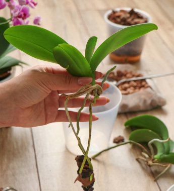 Sağlıklı kökleri koruma kavramı. Çürük temizleme, hasarlı orkide bitkilerinin yakın planda diriltilmesi. Evde bahçıvanlık, orkide yetiştirme. Orkide hastalıkları var. Yüksek kalite fotoğraf