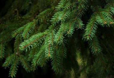 Cüce Alberta ladini, Picea glauca, iğne desenli. Sonsuza dek yeşil kozalaklı bitkiler park veya bahçenin dekorasyonunda kullanılır. Doğal kozalaklı doku. Seçici odak.