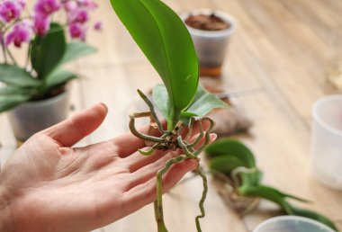 Sağlıklı kökleri koruma kavramı. Çürük temizleme, hasarlı orkide bitkilerinin yakın planda diriltilmesi. Evde bahçıvanlık, orkide yetiştirme. Orkide hastalıkları var. Yüksek kalite fotoğraf