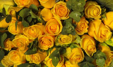 Yeşil Yapraklı Yumuşak Şeftali Gülleri Çiçek Arkaplanı, Romantik ve Zarif Çiçek Şablonu, Düğün Tasarımı İçin Doğal Botanik Doku, Güzellik Markası, Bahar Dekorasyonu ve Aşk Konsepti