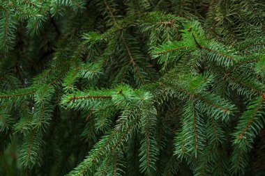 Cüce Alberta ladini, Picea glauca, iğne desenli. Sonsuza dek yeşil kozalaklı bitkiler park veya bahçenin dekorasyonunda kullanılır. Doğal kozalaklı doku. Seçici odak.