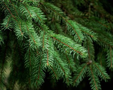 Cüce Alberta ladini, Picea glauca, iğne desenli. Sonsuza dek yeşil kozalaklı bitkiler park veya bahçenin dekorasyonunda kullanılır. Doğal kozalaklı doku. Seçici odak.