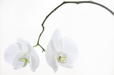 Beyaz Orkide