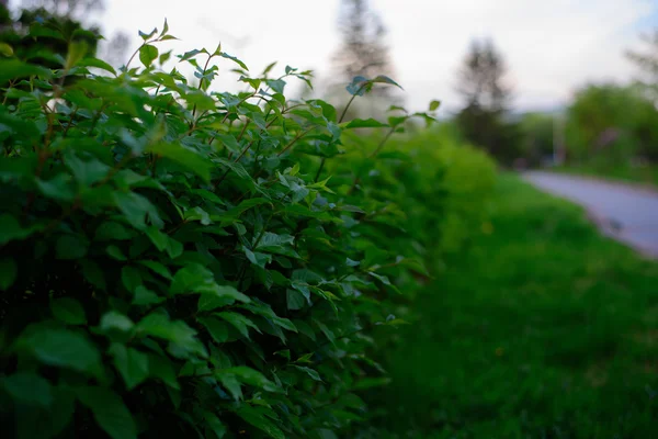 Plants in the park — Stock Photo, Image