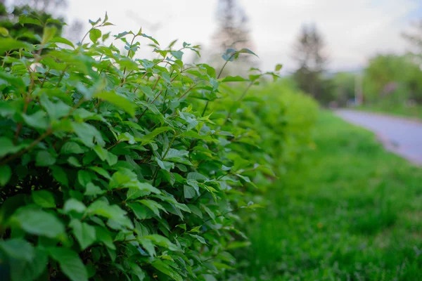 Plants in the park — Stock Photo, Image