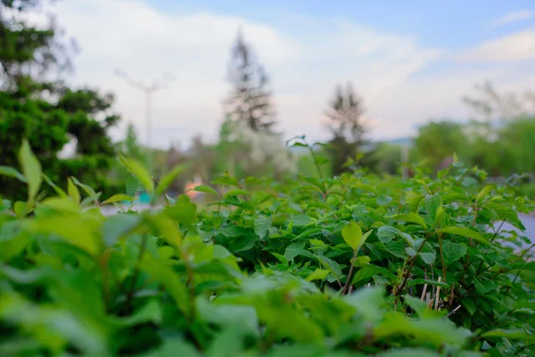 Plantas no parque — Fotografia de Stock