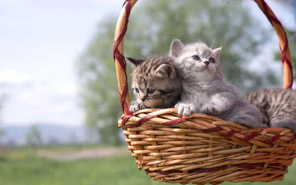 Gatito Imágenes de stock libres de derechos