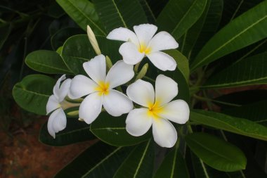 Yağmur sonra Plumeria
