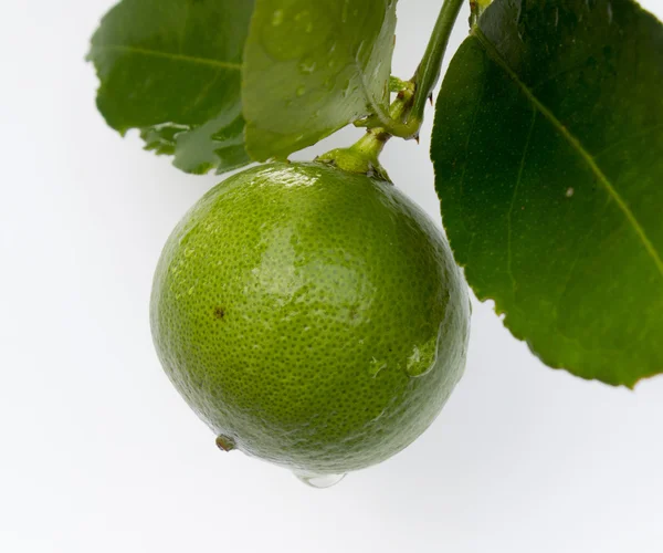 レモンの木に緑 — ストック写真