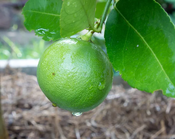 Citron, zelený strom — Stock fotografie