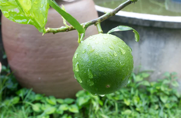 Limão verde na árvore — Fotografia de Stock