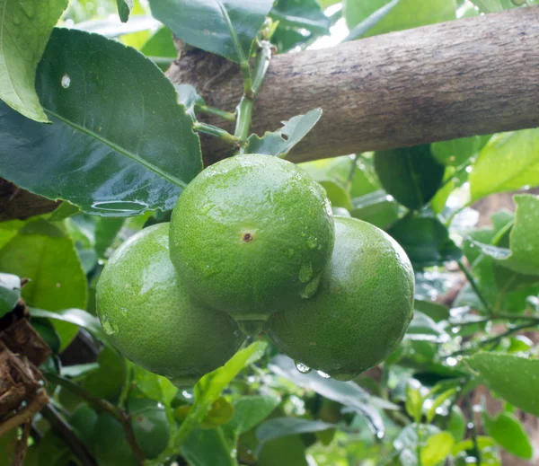 Citron, zelený strom — Stock fotografie