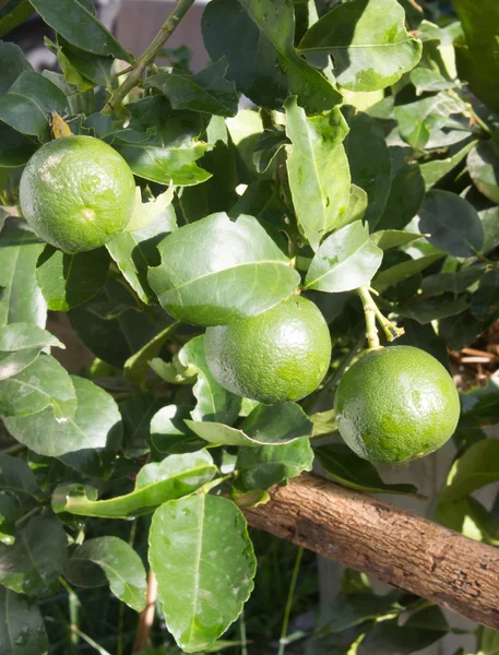 Lemon green on tree — Stock Photo, Image