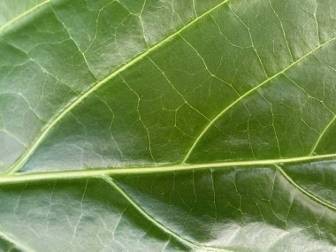 Yaprağın ucunu kapat. Güzel doku..