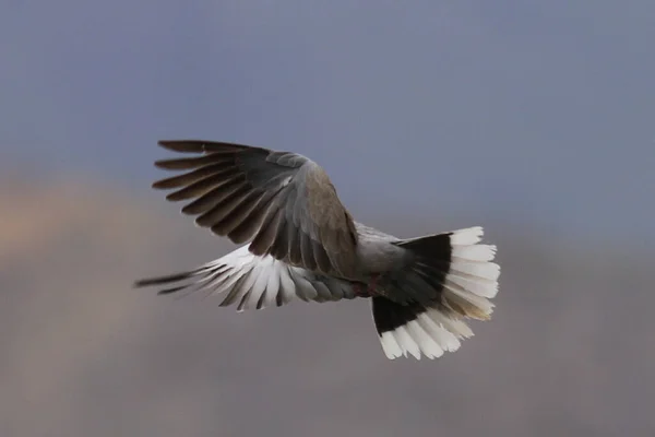 Pigeon flying in freedom