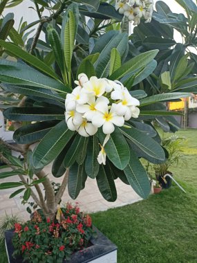 Bahçedeki güzel beyaz çiçek.