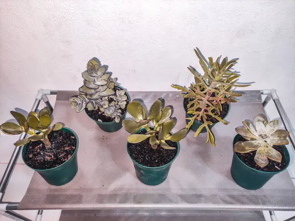 Bitkiler için farklı bitkilerin iyi bir koleksiyonu..