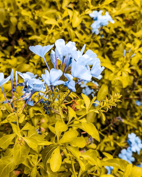 Rizal Park 'ta yetişen mavi çiçekler.