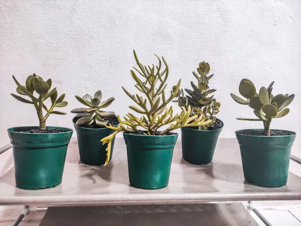 Bitkiler için farklı bitkilerin iyi bir koleksiyonu..