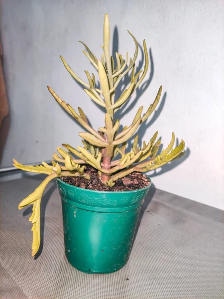 Alp ağacı yapısını temsil eden açık bitkiler..