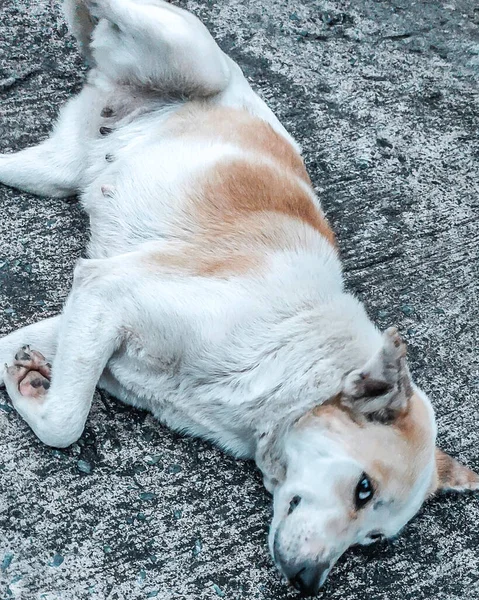 Bu komik köpek sahibinin karnına dokunmasını bekliyordu..