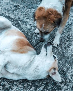 Birbirine sevgi gösteren iki aşk köpeği..