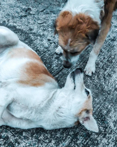 Birbirine sevgi gösteren iki aşk köpeği..