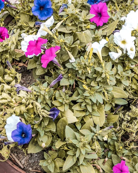 Muhteşem saksı çiçekleri güzelliğini gösteriyor.