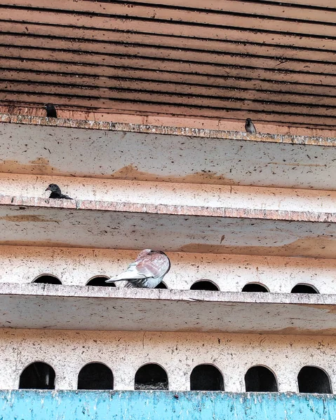 Yalnız güvercin yuvasının tadını çıkarıyor ve uçmaya hazırlanıyor..