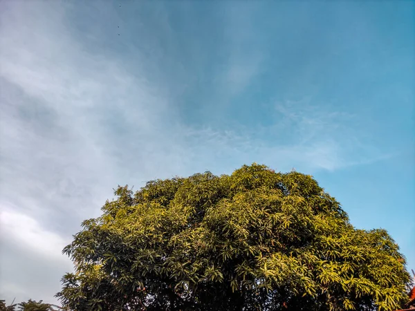 Ağaç yapraklarının güzelliği her zaman vardır..