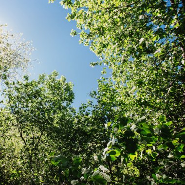 doğa yeşil yaprakları