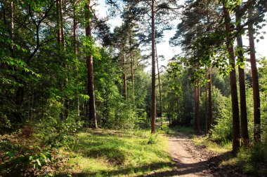 Yaz Orman ağaçları