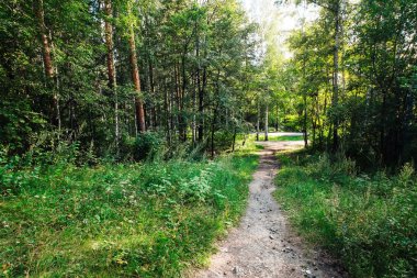 Yaz Orman ağaçları