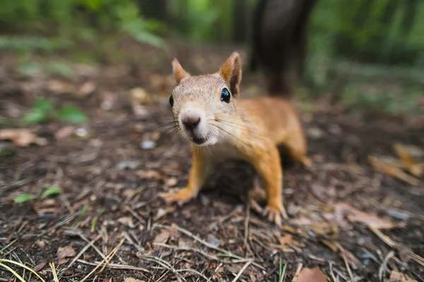Esquilo curioso — Fotografia de Stock