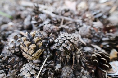 yerde yatan koniler demet