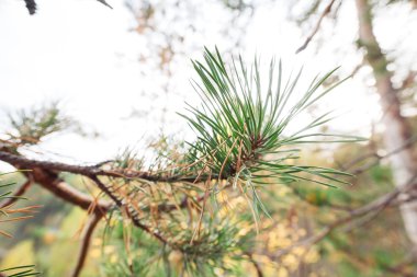 doğa köknar dalı bulutlu gün bahar